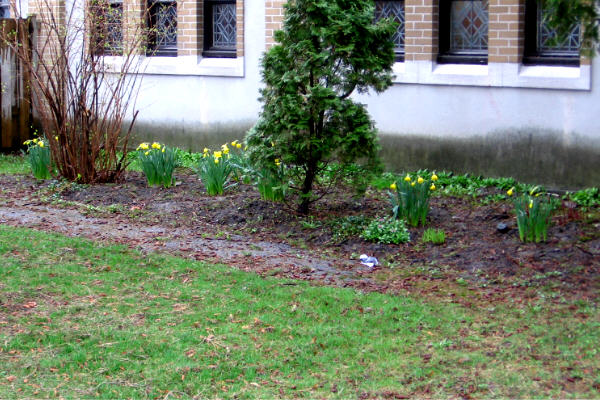 2007 Guide Daffodils